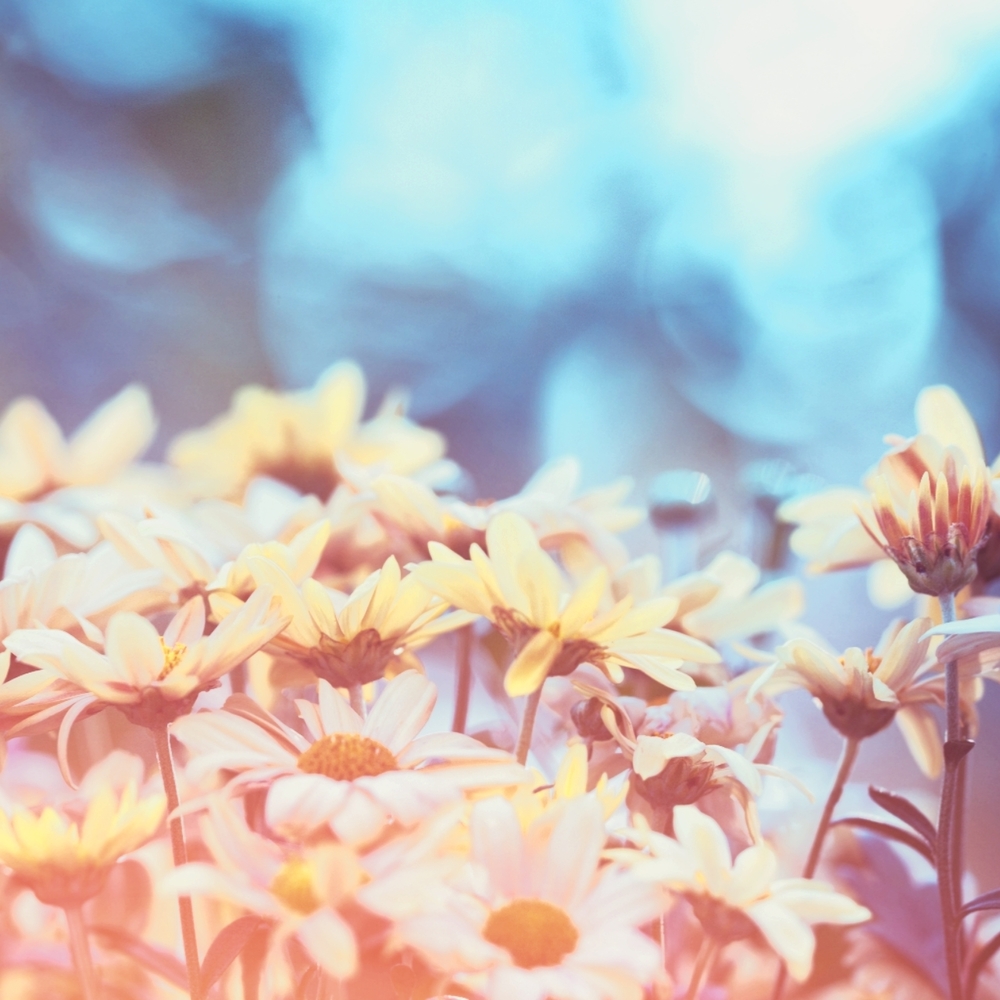 Bundle Likes for Offer!